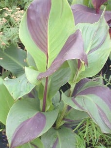 CANNA 'ANTHONY AND CLEOPATRA'