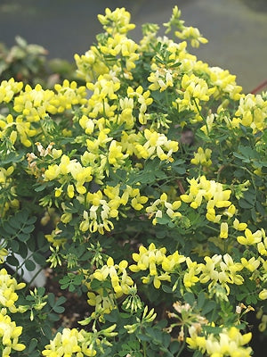 CORONILLA VALENTINA 'CITRINA'