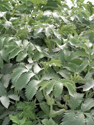 MELIANTHUS MAJOR
