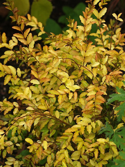 LIGUSTRUM UNDULATUM 'LEMON LIME AND CLIPPERS'