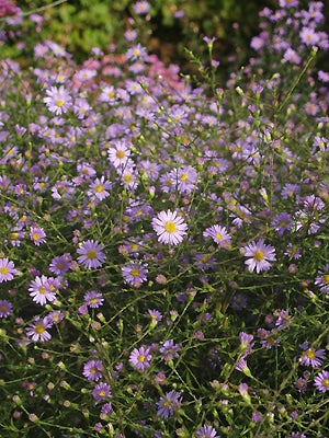 SYMPHYOTRICHUM TURBINELLUM form 1