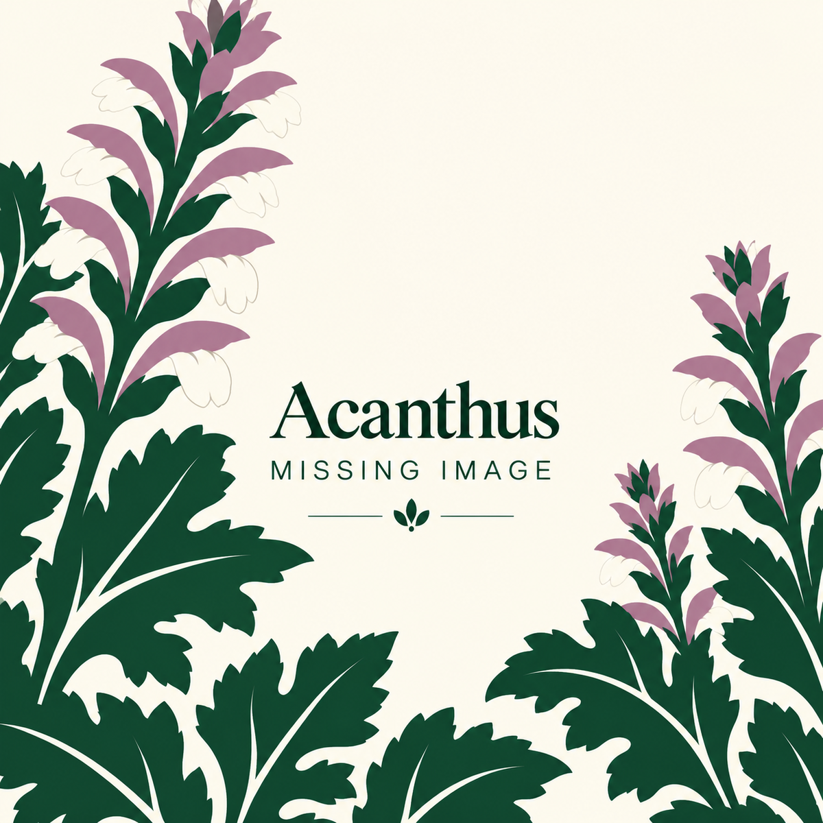 ACANTHUS 'SNOW STORM'