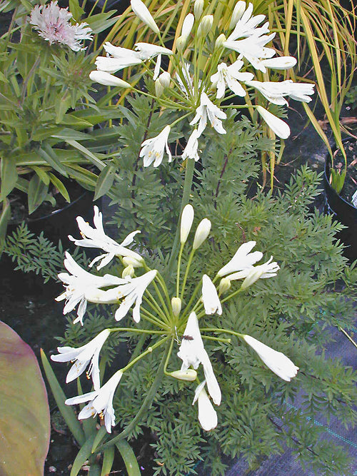 AGAPANTHUS 'SNOWDROPS'