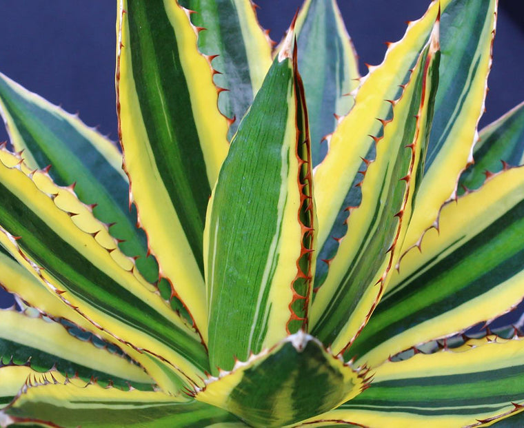 quadri agave AGAVE UNIVITTATA 'QUADRICOLOUR'