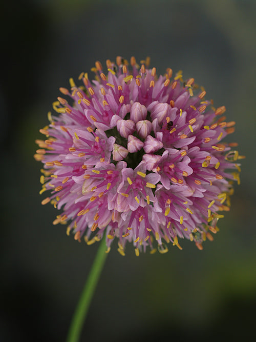 Allium 'Judith' | Mauve-Pink Late-Flowering Ornamental