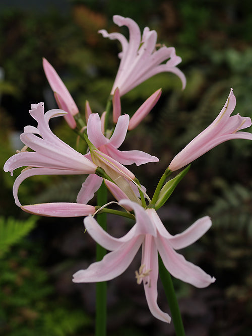x AMARINE TUBERGENII 'FLETCHERI'