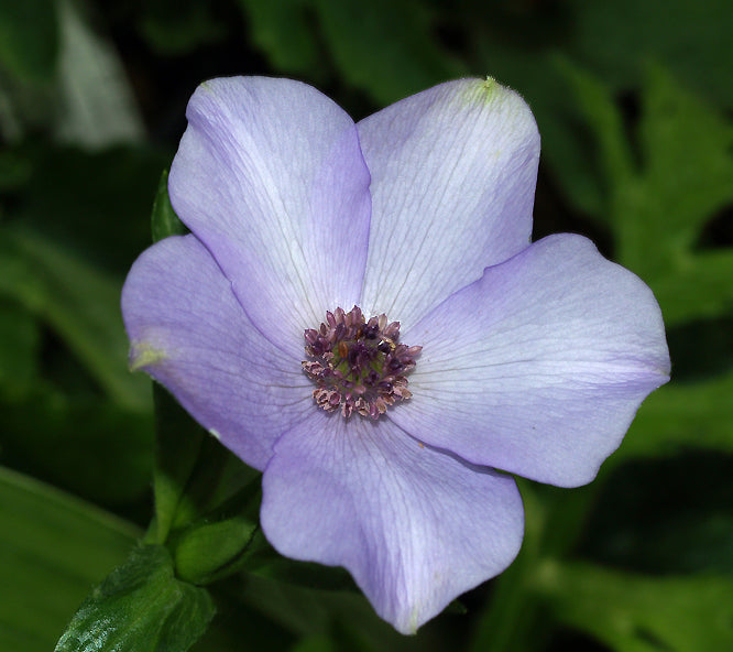 ANEMONE TETRASEPALA form 2