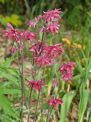 AQUILEGIA VULGARIS var.STELLATA
