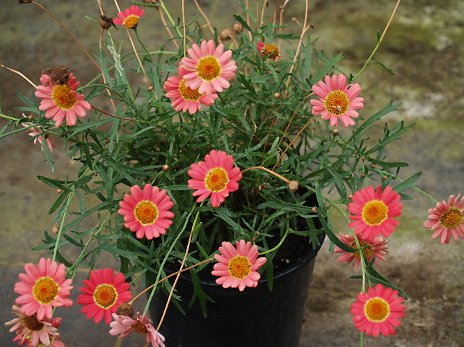 ARGYRANTHEMUM 'SAÕ VINCENTE'