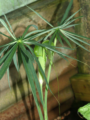 ARISAEMA SP. Chen Yi 38