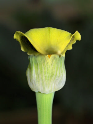 ARISAEMA FLAVUM