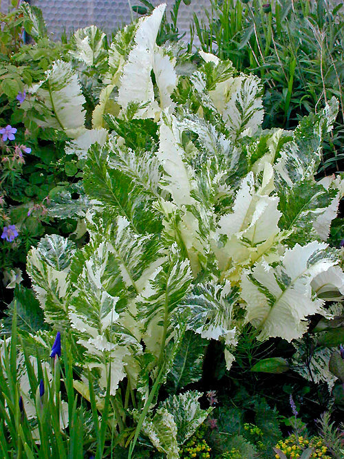 ARMORACIA RUSTICANA 'VARIEGATA'