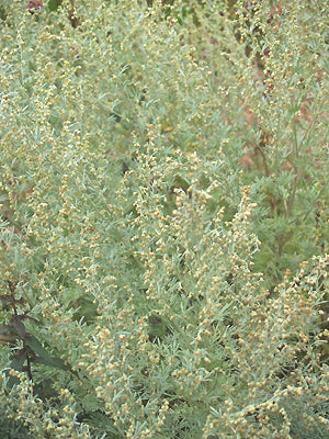 ARTEMISIA ABSINTHIUM 'LAMBROOK MIST'