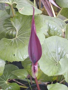 ARUM PURPUREOSPATHUM