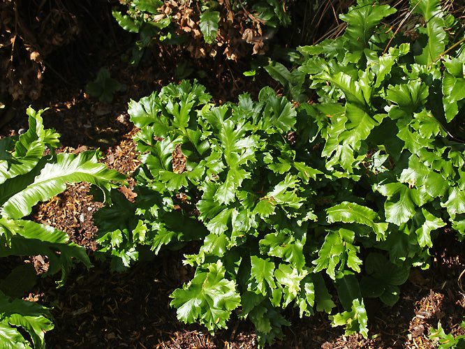 ASPLENIUM SCOLOPENDRIUM CRISTATUM