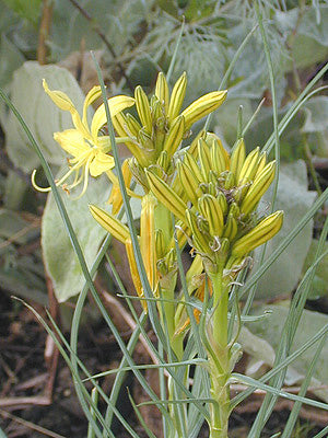 ASPHODELINE BREVICAULIS RCB TQ-C-2