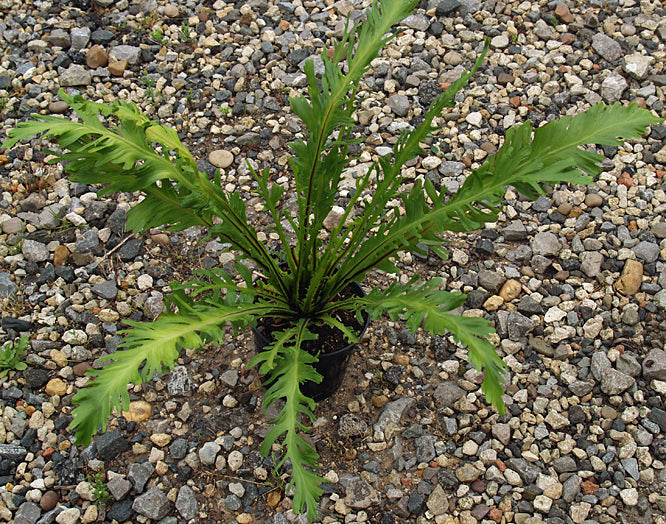 ASPLENIUM NIDUS 'FIMBRIATUM'