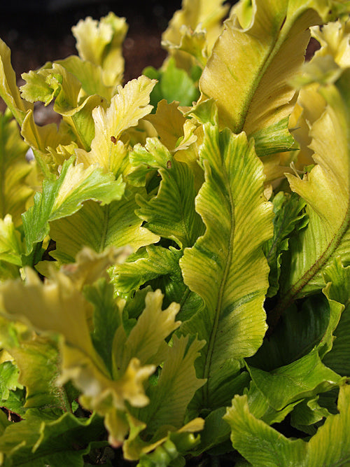 ASPLENIUM SCOLOPENDRIUM 'SAGITTATOPROJECTUM SCLATER'