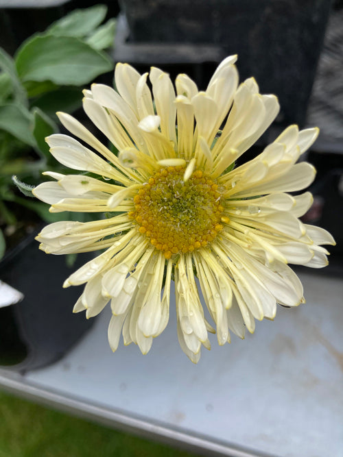 ASTER ALPINUS var.ALBUS