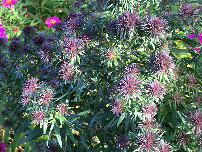 SYMPHYOTRICHUM 'ANN LEYS'