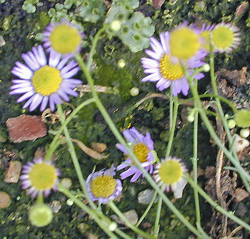 NOTICASTRUM ADSCENDENS NNS 98-72