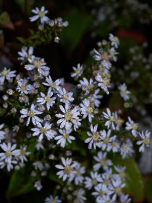 SYMPHYOTRICHUM CORDIFOLIUM 'ELEGANS'