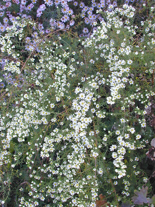 SYMPHYOTRICHUM ERICOIDES 'SCHNEEGITTER'