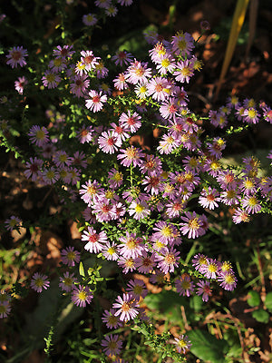SYMPHYOTRICHUM ERICOIDES 'ERLKÖNIG'