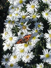 SYMPHYOTRICHUM NOVI-BELGII 'KRISTINA' (9cm pot)