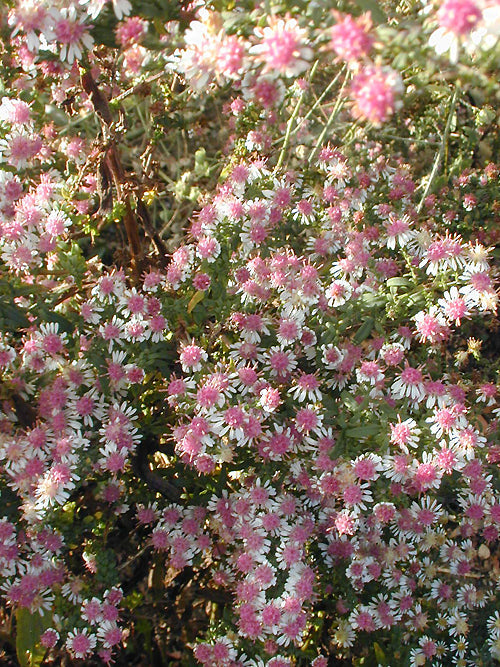SYMPHYOTRICHUM LATERIFLORUM 'HORIZONTALIS'