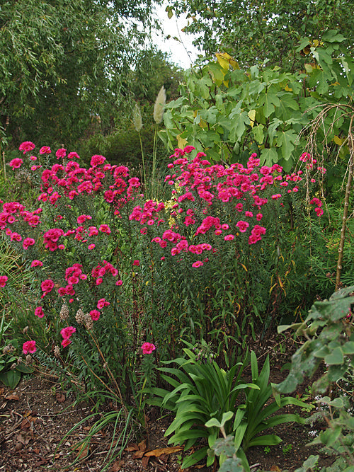 SYMPHYOTRICHUM NOVAE-ANGLIAE 'LACHSGLUT'