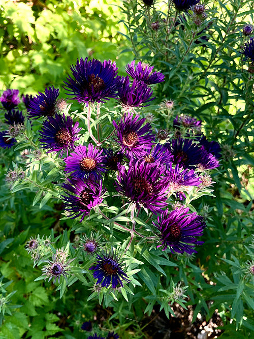 SYMPHYOTRICHUM NOVAE-ANGLIAE 'MARINA WOLKONSKY'