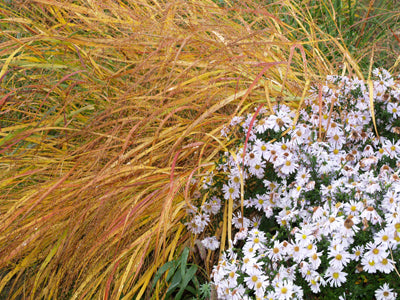 PANICUM VIRGATUM 'ROTSTRAHLBUSCH'