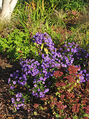SYMPHYOTRICHUM 'SUNHELENE'