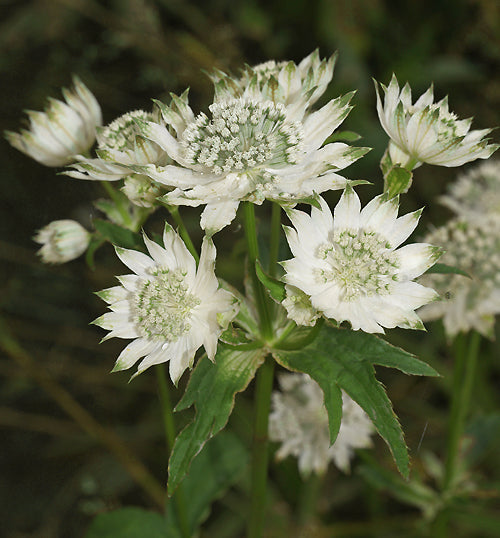 ASTRANTIA MAJOR subsp.INVOLUCRATA 'CANNEMAN'