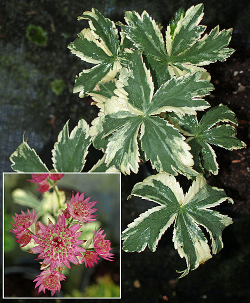ASTRANTIA MAJOR 'STAR OF MAGIC'