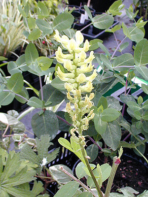 ASTRAGALUS CANADENSIS