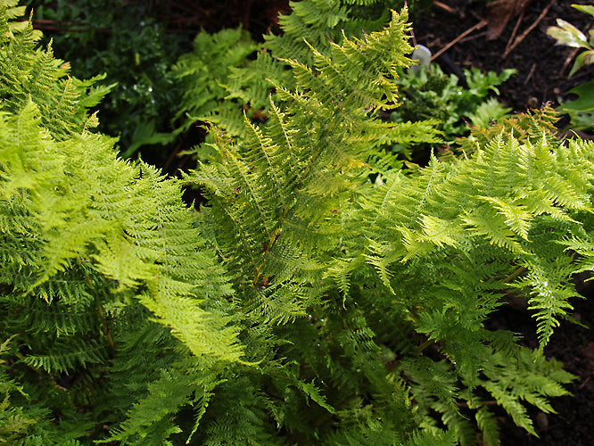 ATHYRIUM FILIX-FEMINA 'PLUMOSUM AXMINSTER'