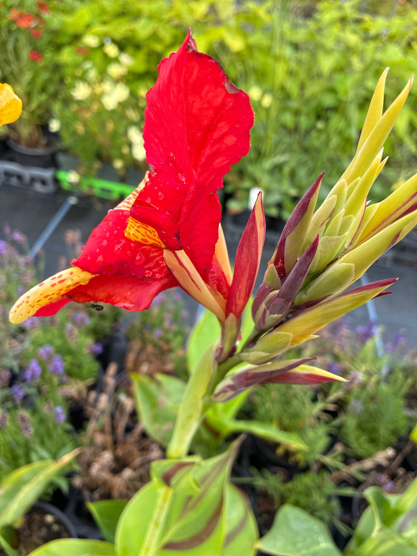 CANNA 'ANTHONY AND CLEOPATRA'