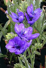 BABIANA STRICTA