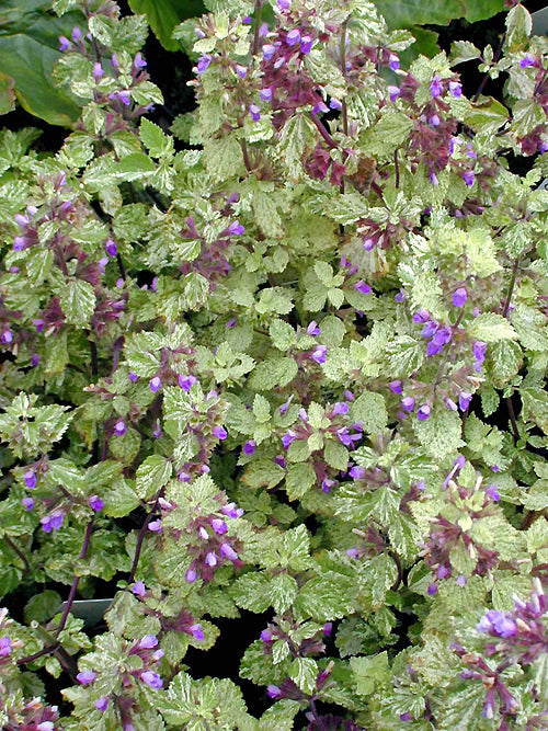 BALLOTA NIGRA 'ARCHER'S VARIEGATED'