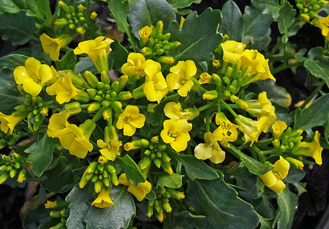 BARBAREA RUPICOLA 'SUNNYOLA'