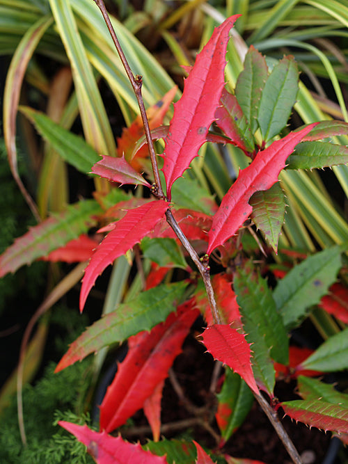 BERBERIS INSIGNIS subsp.INSIGNIS var.INSIGNIS