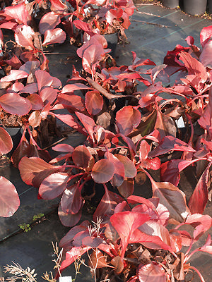 BERGENIA 'ERIC SMITH'