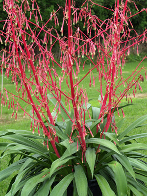 Buy Beschorneria septentrionalis