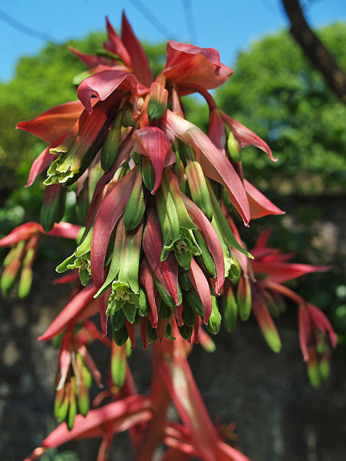 quicksilver geranium seeds BESCHORNERIA YUCCOIDES 'QUICKSILVER' – Cotswold Garden Flowers