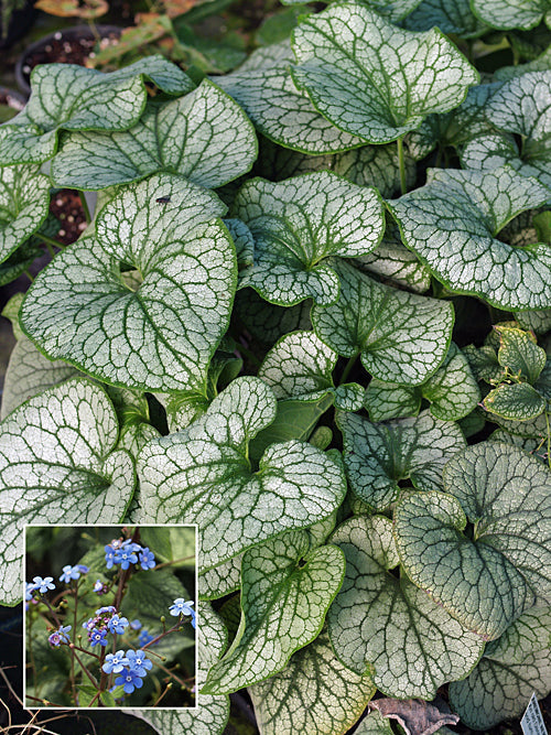BRUNNERA MACROPHYLLA 'ALEXANDER'S GREAT'