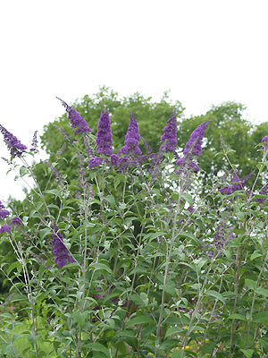 BUDDLEJA VAR.
