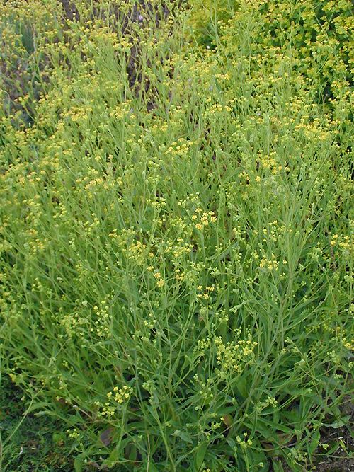 BUPLEURUM FALCATUM