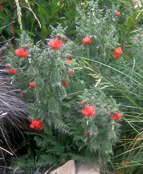 CAIOPHORA SP. RCB RA-M-1